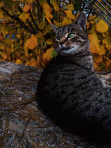 Фотография пользователя kamill725