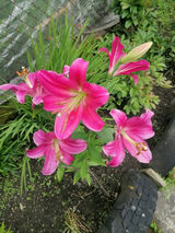 Фото користувача zakopane7676