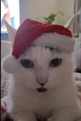 Benutzerfoto Lukaszenko1121