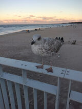 Фото користувача Arixii