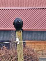 Foto utilizatorului bbober836