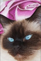 Фото користувача ZMotoryzowanyKTM