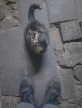 Benutzerfoto Szemichaza