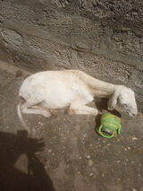 Photos nicolordonez732