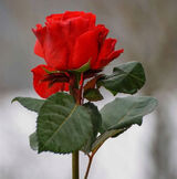 Fotos Nicolamajeczka