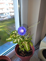 Benutzerfoto Renatka123