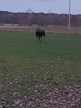 Photos Misiaczek198603