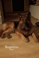 Fotos gargulinski101