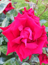 Benutzerfoto Grubymisiek69