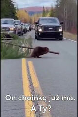 Zdjęcie użytkownika lazialo