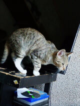 Photos pabloescobar87