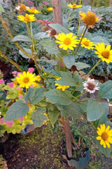 Zdjęcie użytkownika u3791583733