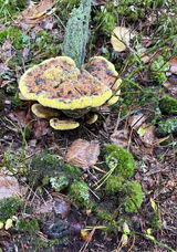 Zdjęcie użytkownika romierrr