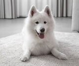 Zdjęcie użytkownika Balecianga