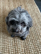 Zdjęcie użytkownika mysia88j