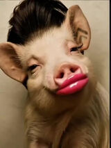 Photos pietroszenka1