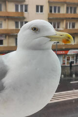 Фотография пользователя nuggat777