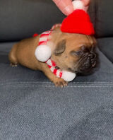 Foto pengguna roickia399