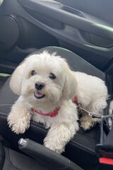 Photos carrychristensen