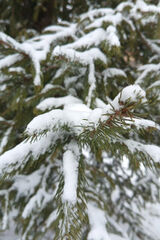 Фотография пользователя radwanskadianka