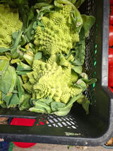 Benutzerfoto tegoten