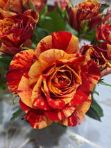 Zdjęcie użytkownika PaniX