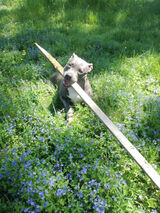 Foto pengguna Nefcesete