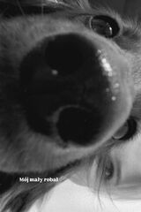 Fotka uživatele SlepaKiszka