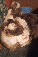 Benutzerfoto dominika4075