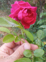 Zdjęcie użytkownika Krismiki