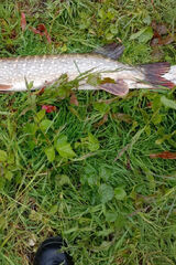 Zdjęcie użytkownika szcurek