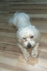 Foto utilizatorului Mlody66132003