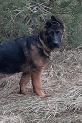 Фото користувача zlypies77