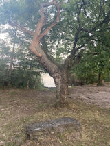 Benutzerfoto Salwador1968