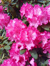 Фотография пользователя siwystani