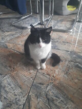 Benutzerfoto Adamjuasz7gamilcom