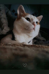 Fotka uživatele Saqem231