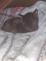 Benutzerfoto kalileszek82