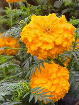 Fotka uživatele antonijan1980