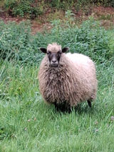 Foto utilizatorului andrzejturek50