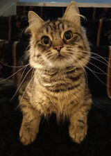 Foto utilizatorului Sernik