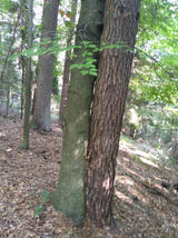 Zdjęcie użytkownika Niesforny36