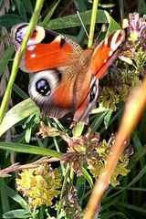 Foto pengguna Anija5500