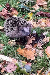 Photos romanwanda764