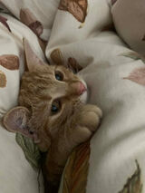 Foto utilizatorului SulejaSwierk