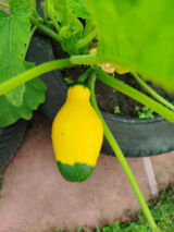 Benutzerfoto Normalny134545