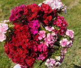 Fotos womackquaitaal5