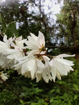 Photos charlesbroso24