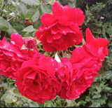 Foto pengguna NaaZawszeeRazemm