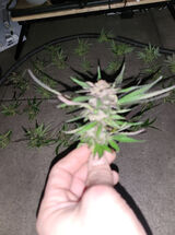 Фотография пользователя soltysiakkrzyszt25